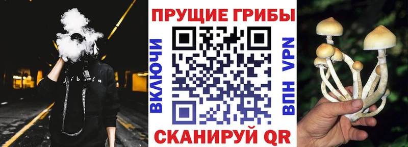 Купить  Верхняя Тура  Псилоцибиновые грибы GOLDEN TEACHER 
